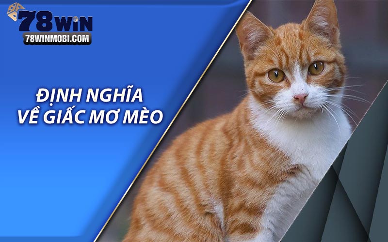 Định nghĩa về giấc mơ mèo 